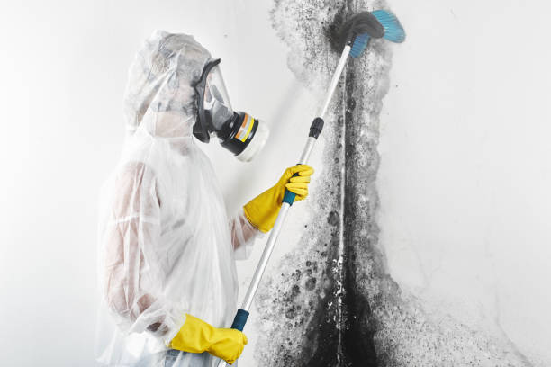 Best Mold Removal for HVAC Installations  in Minden, LA